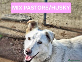 Meticcio cani LUNA 🩷 -cucciola mix pastore/husky, dolce e bella - Annuncio 31