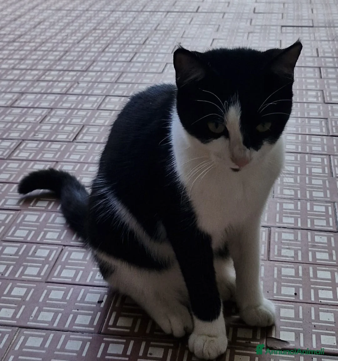 Meticcio gatti in regalo: Micia nera/bianca 8mesi VOGHERA(PV) - Annuncio 1