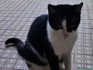 Meticcio gatti Micia nera/bianca 8mesi VOGHERA(PV) - Annuncio 7