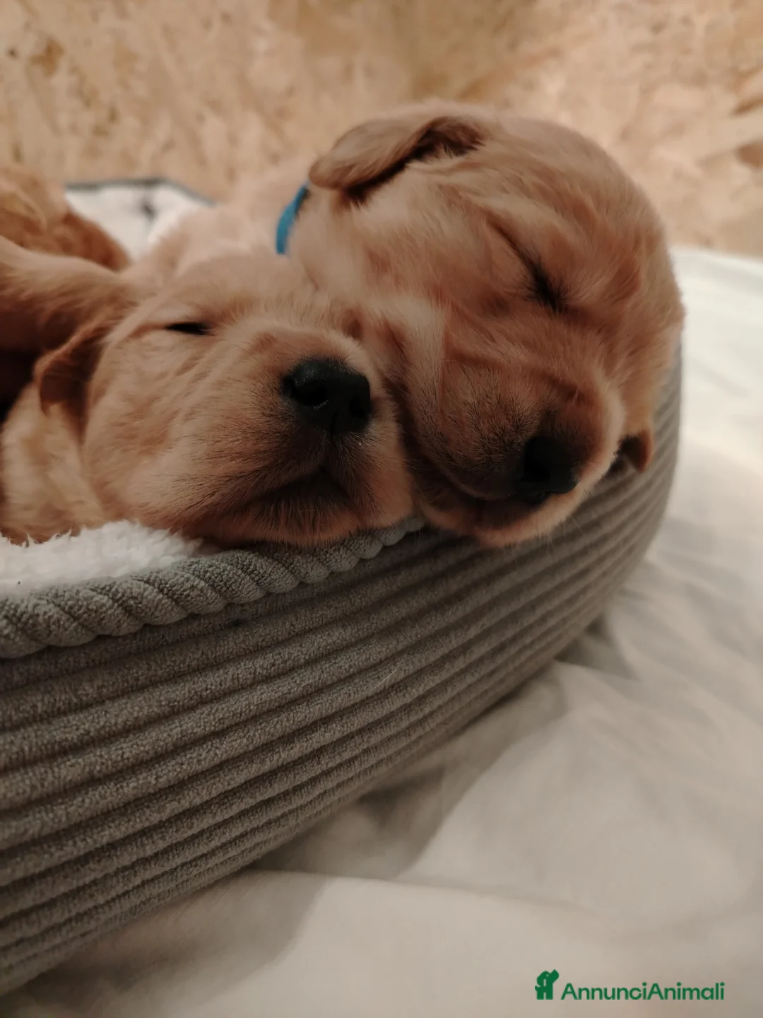 Golden Retriever cani in vendita: Disponibili 2 cucciole golden Retriever - Annuncio 8