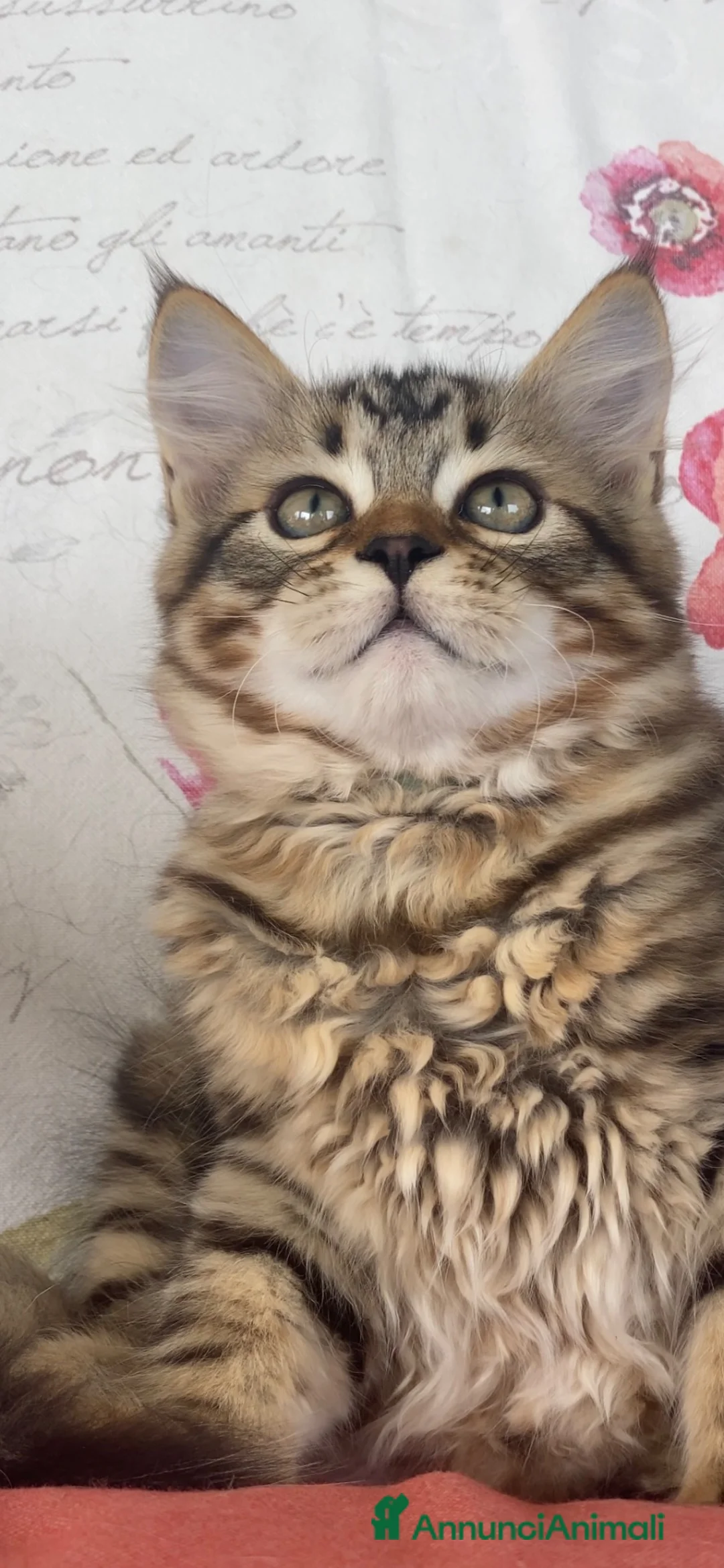 Siberiano gatti in vendita: Gatti siberiani OLISTICI - Annuncio 2