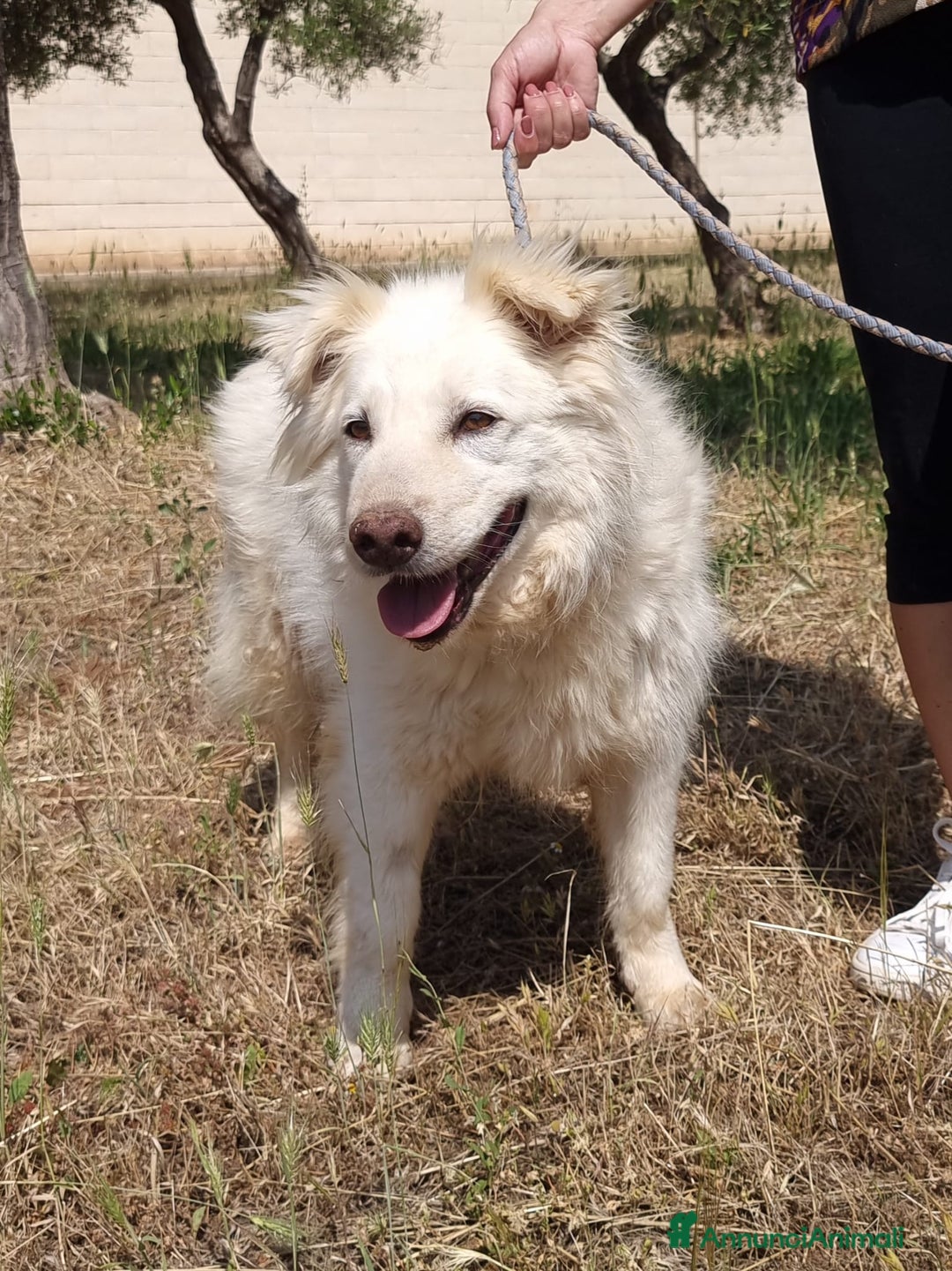 Meticcio cani in regalo: Nonna Penny Cerca Famiglia. Info Monica 3890238584 - Annuncio 2