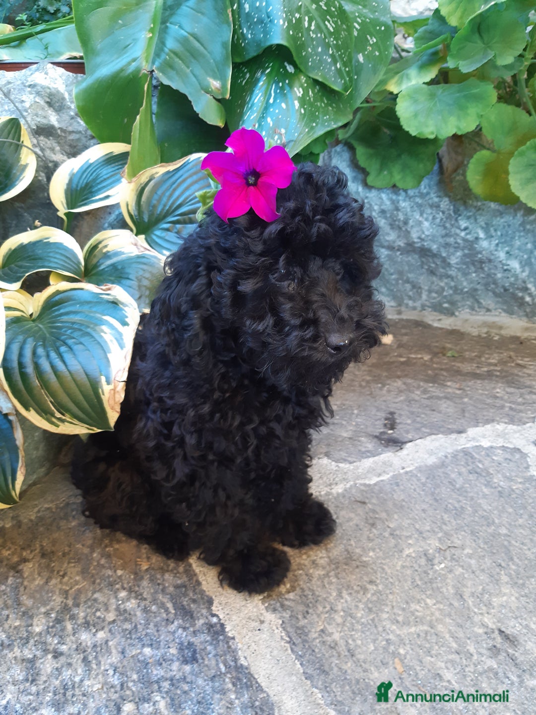 Barboncino cani in vendita: Barboncini neri e bianchi con Pedigree  a Vercelli - Annuncio 6