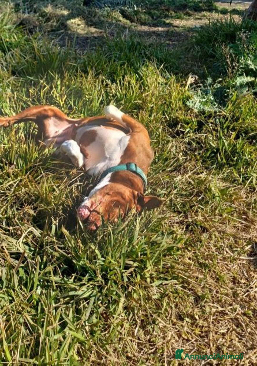 Pitbull cani in regalo: MARGOT buona con tutti! - Annuncio 2