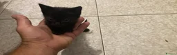 Meticcio gatti in regalo: GATTINI  a Provincia di Lodi - Annuncio 4