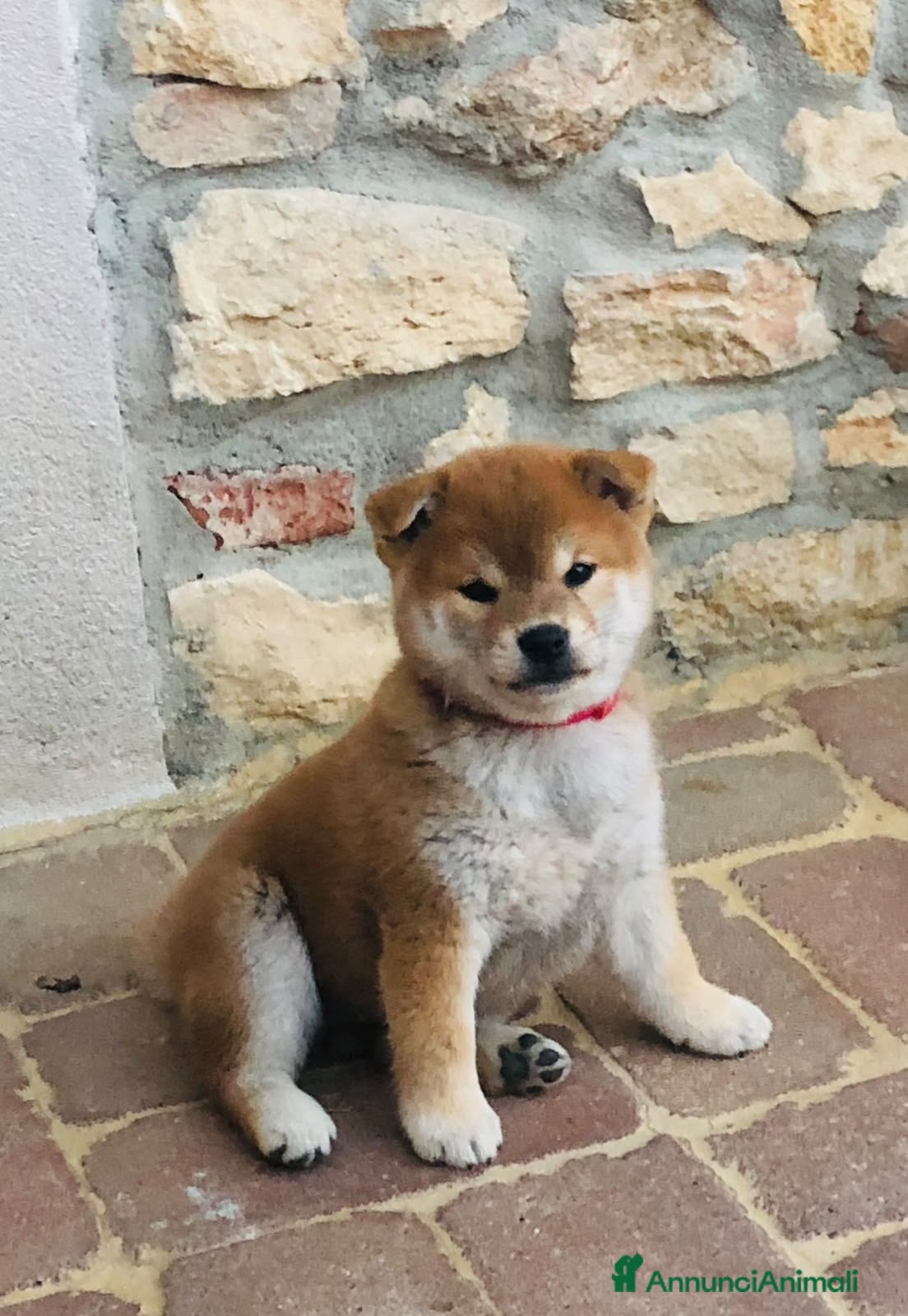 Shiba Inu cani in vendita: SHIBA INU Altissima genealogia cuccioli - Annuncio 1