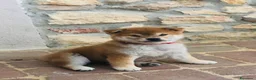 Shiba Inu cani in vendita: SHIBA INU Altissima genealogia cuccioli - Annuncio 1