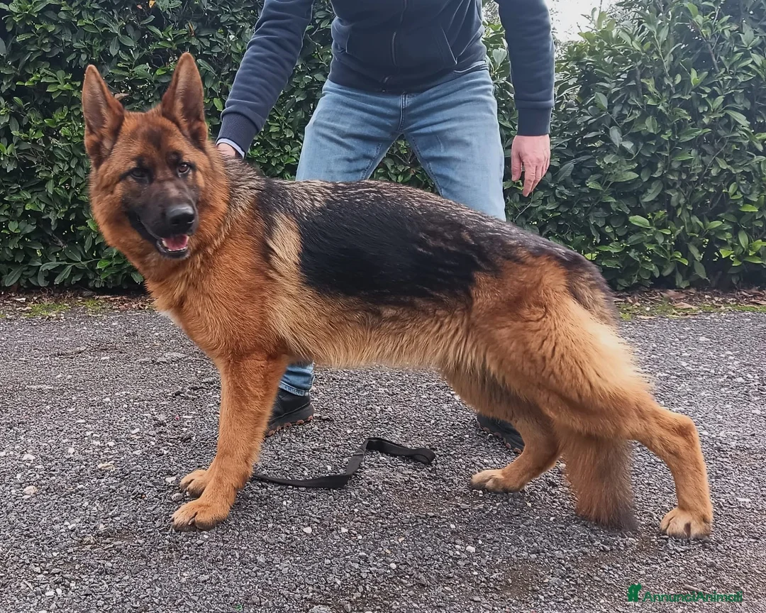 Pastore Tedesco cani in vendita: Giovane Femmina di Pastore Tedesco - Annuncio 5
