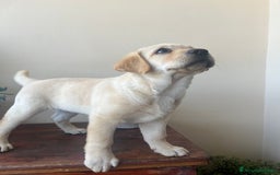 Labrador cani in vendita: Vendo Labrador retriever  a Provincia di Campobasso - Immagine 1