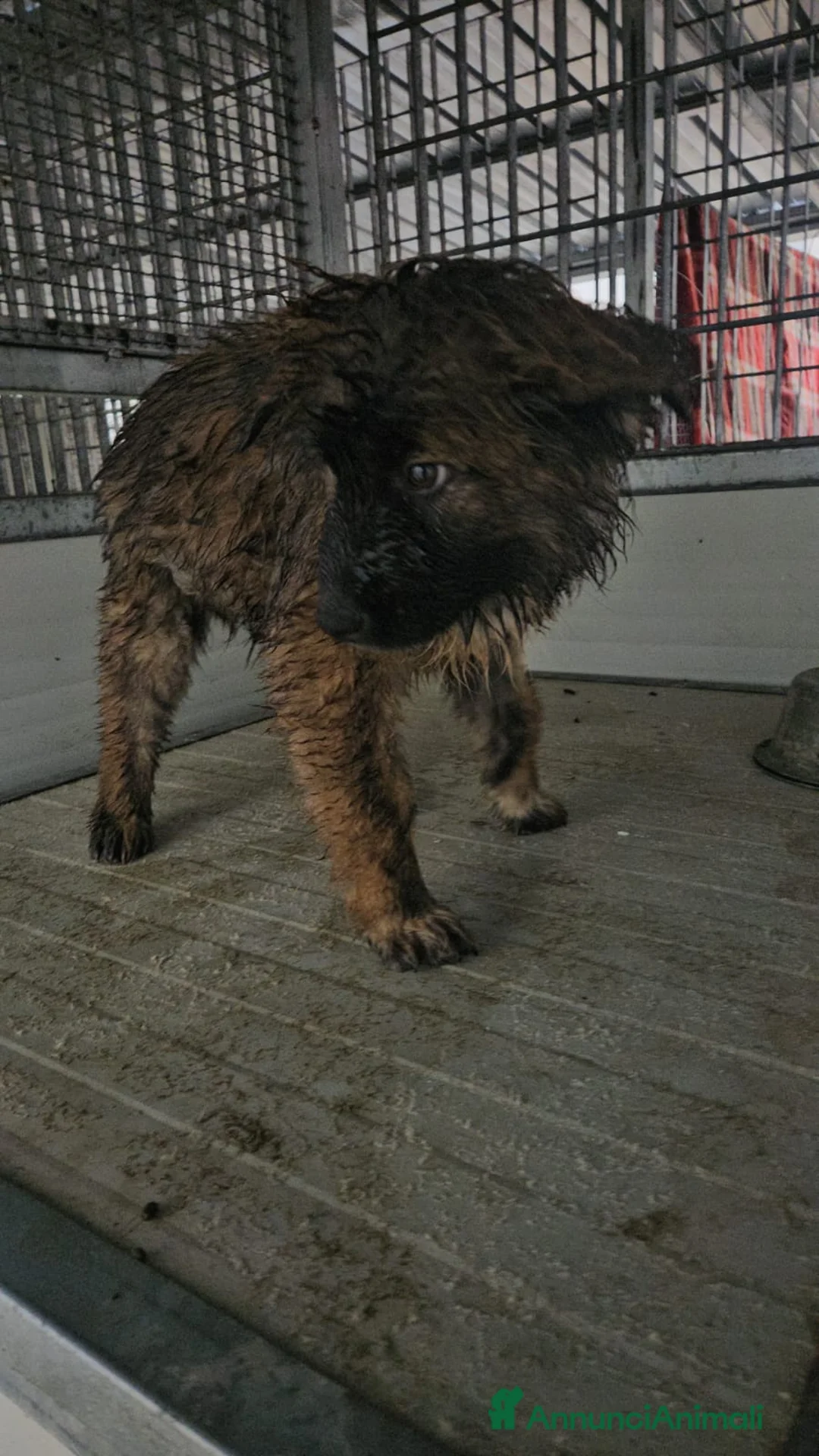 Meticcio cani in regalo: Bobby: 4 mesi taglia grande  - Annuncio 7