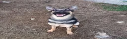 Meticcio cani in regalo: Cucciolotta di pastore cerca adozione - Annuncio 6