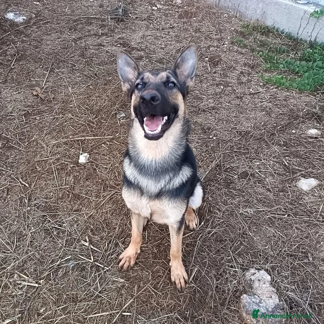Meticcio cani in regalo: Cucciolotta di pastore cerca adozione - Annuncio 6