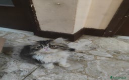 Persiano gatti in vendita: Gatti persiani  a Città Metropolitana di Torino - Immagine 4