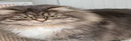 Siberiano gatti in vendita: cucciolo di gatto siberiano ipoallergico  - Annuncio 2