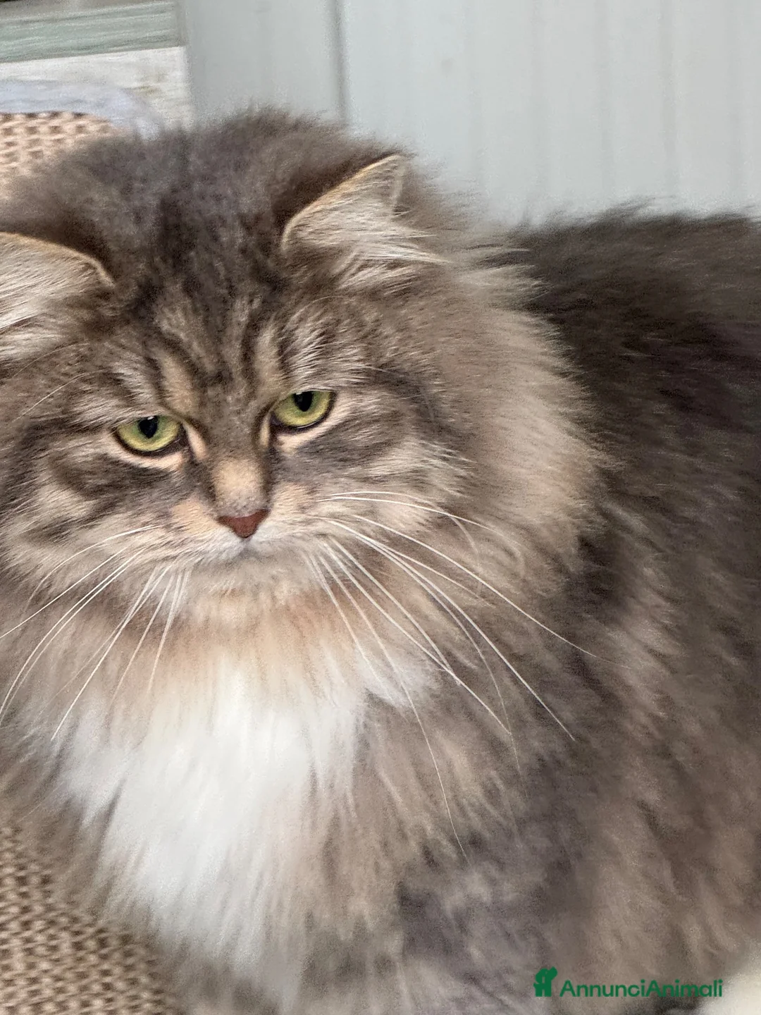 Siberiano gatti in vendita: cucciolo di gatto siberiano ipoallergico  - Annuncio 2