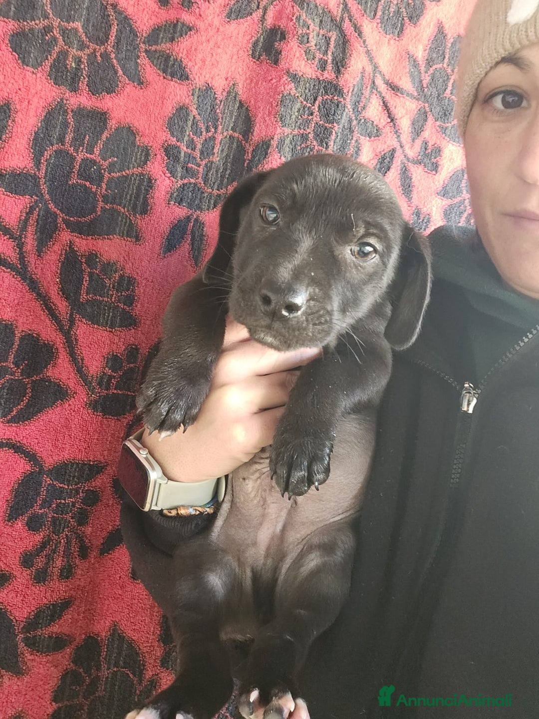 Meticcio cani in regalo: Gelso: 2 mesi taglia piccola  - Annuncio 7