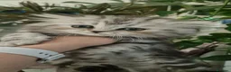 Persiano gatti in vendita: Gattino maschio - Annuncio 3