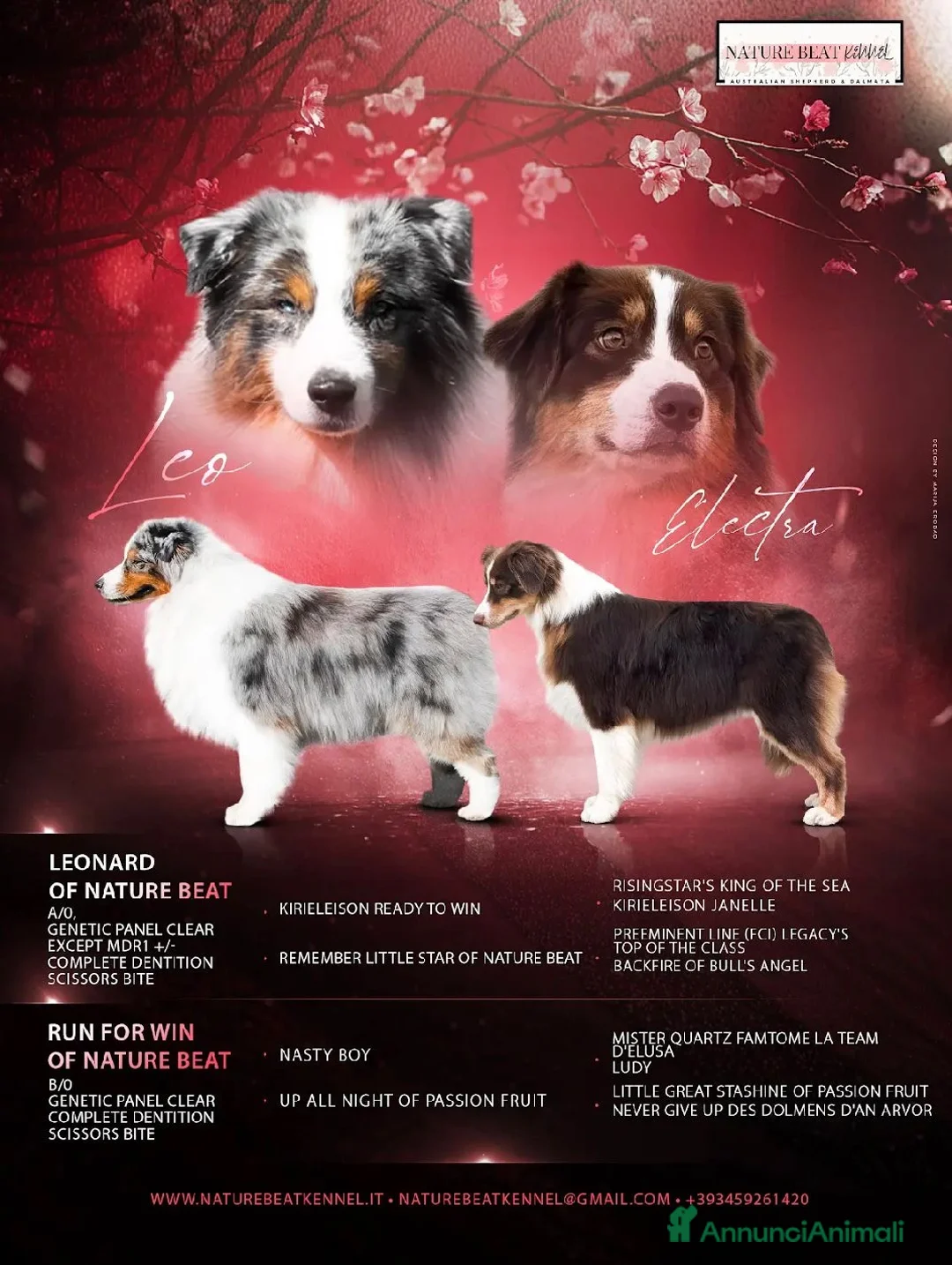 Australian Shepherd cani in vendita: CUCCIOLI PASTORE AUSTRALIANO - Annuncio 2