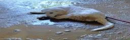 Pastore Abbruzzese Maremmano cani in regalo: BRENNO raggiante cucciolo mix PMA, 5 mesi - Annuncio 5