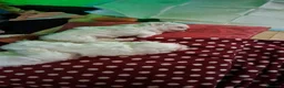 Maltese cani in vendita: Maltesini - Annuncio 2