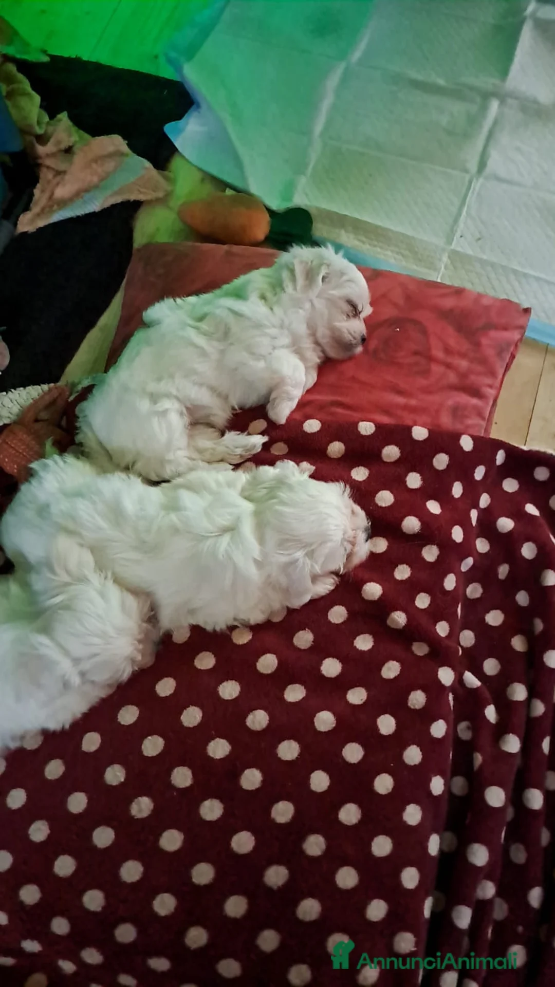 Maltese cani in vendita: Maltesini - Annuncio 2