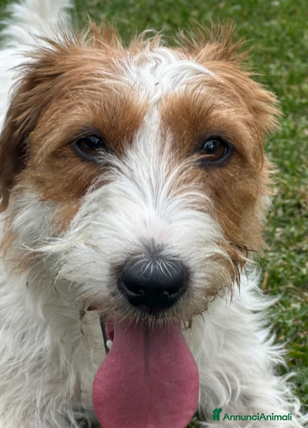 Jack Russell cani in vendita: Cuccioli di jack Russell terrier  - Annuncio 4