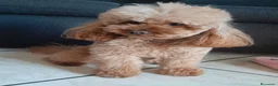 Barboncino Toy cani in vendita: VERI TOY  a Provincia di Lecce - Annuncio 2