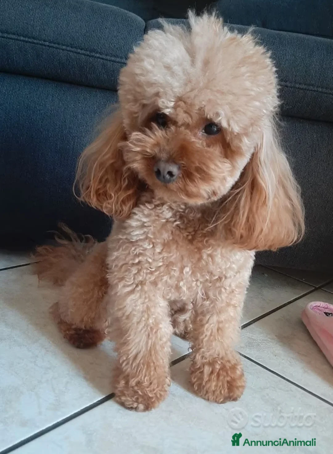 Barboncino Toy cani in vendita: VERI TOY  a Provincia di Lecce - Annuncio 2