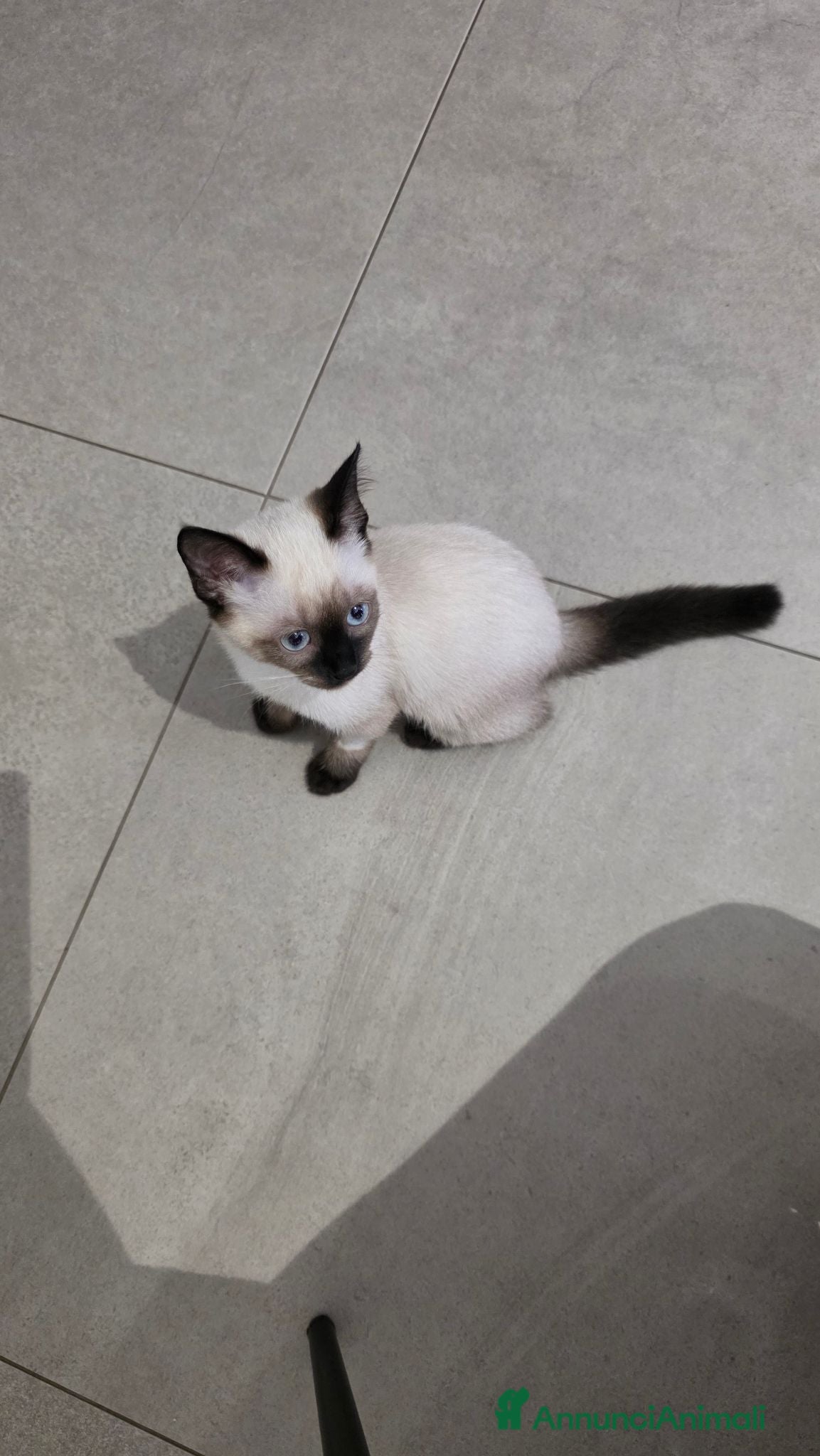 Siamese gatti Vendo sorelle siamesi seal point - Annuncio 1