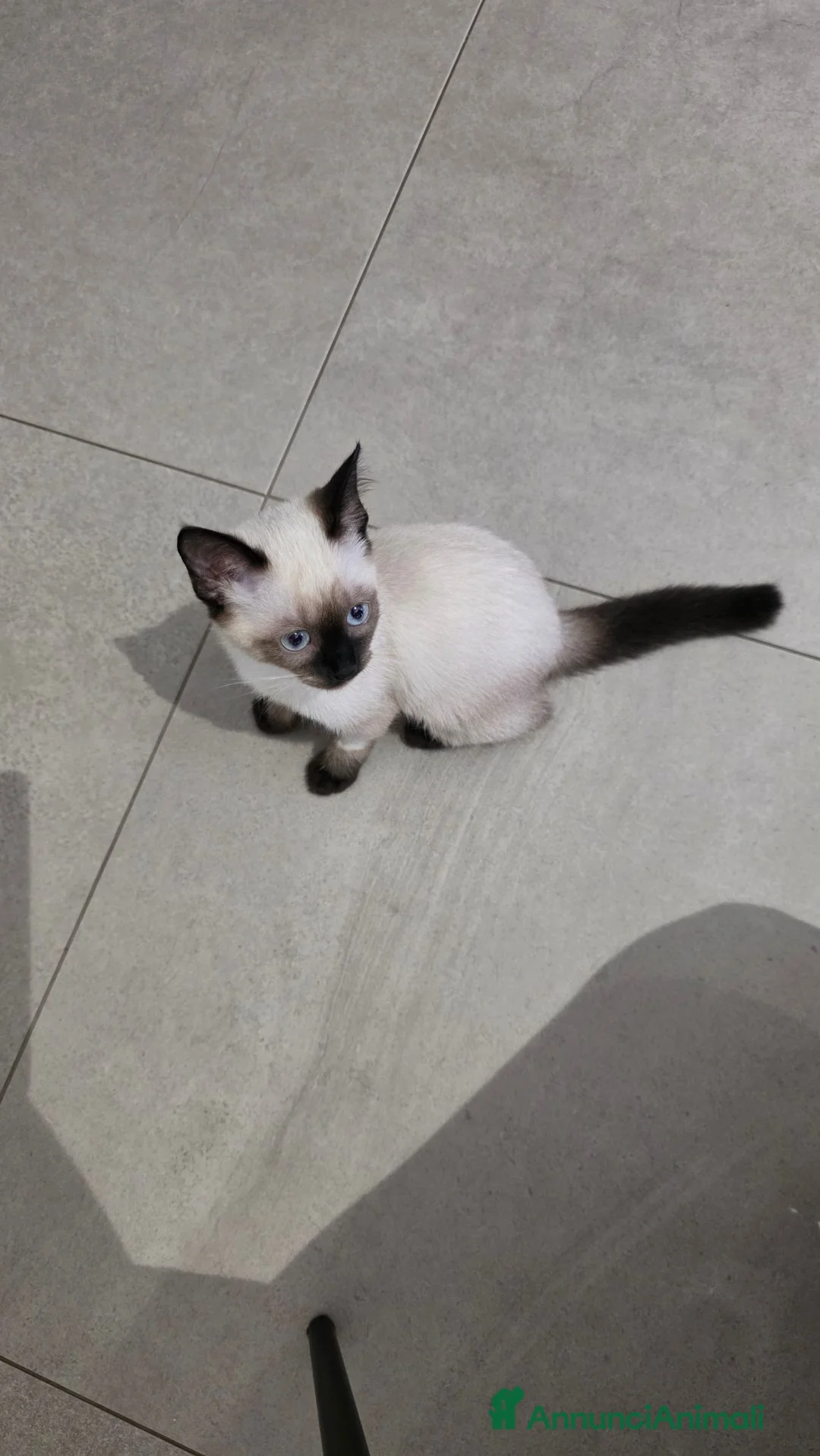 Siamese gatti in vendita: Vendo sorelle siamesi seal point a Provincia di Alessandria - Annuncio 1