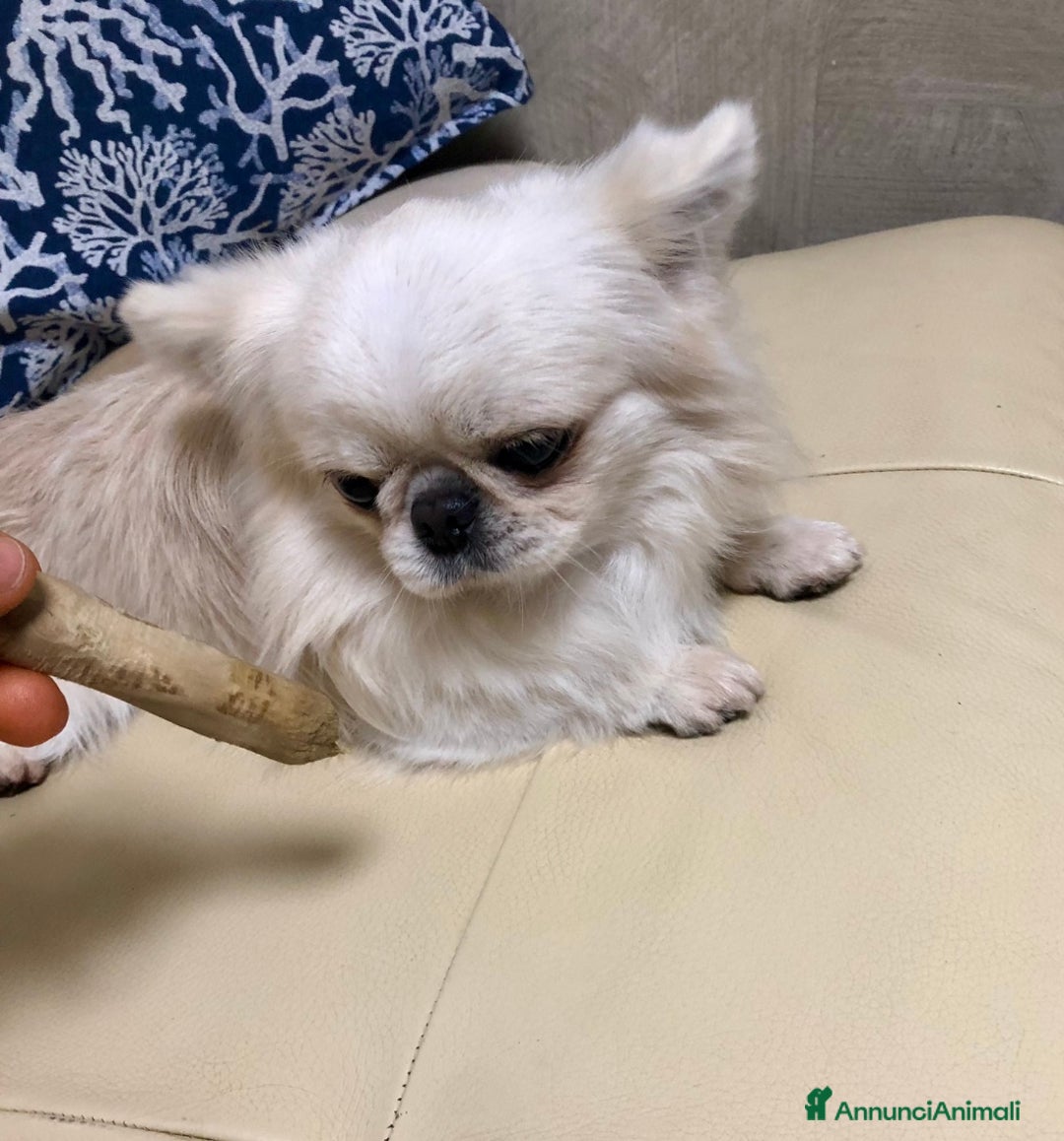 Chihuahua cani in vendita: Maschietto pelo lungo  - Annuncio 3