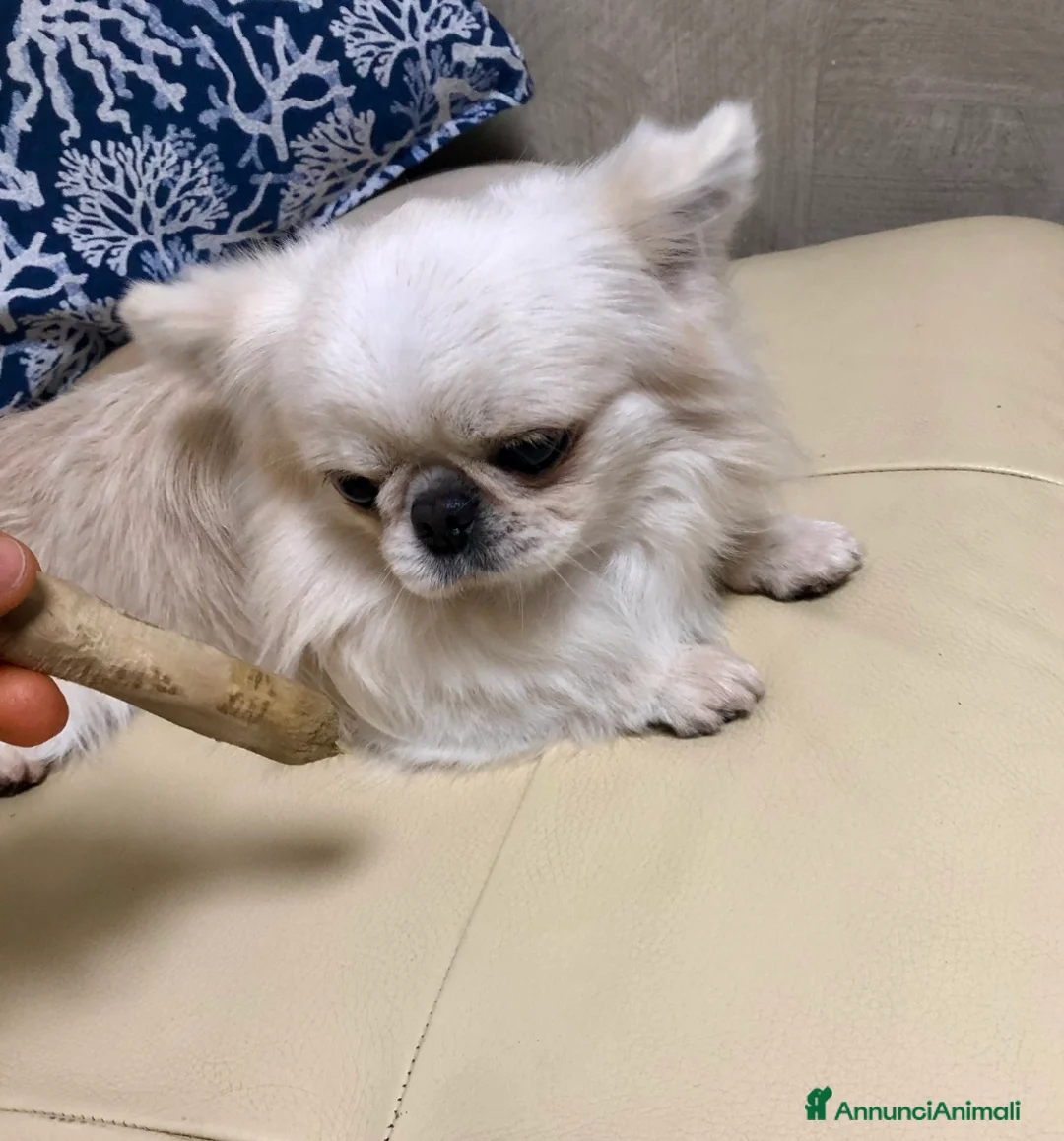 Chihuahua cani in vendita: Maschietto pelo lungo  - Annuncio 3