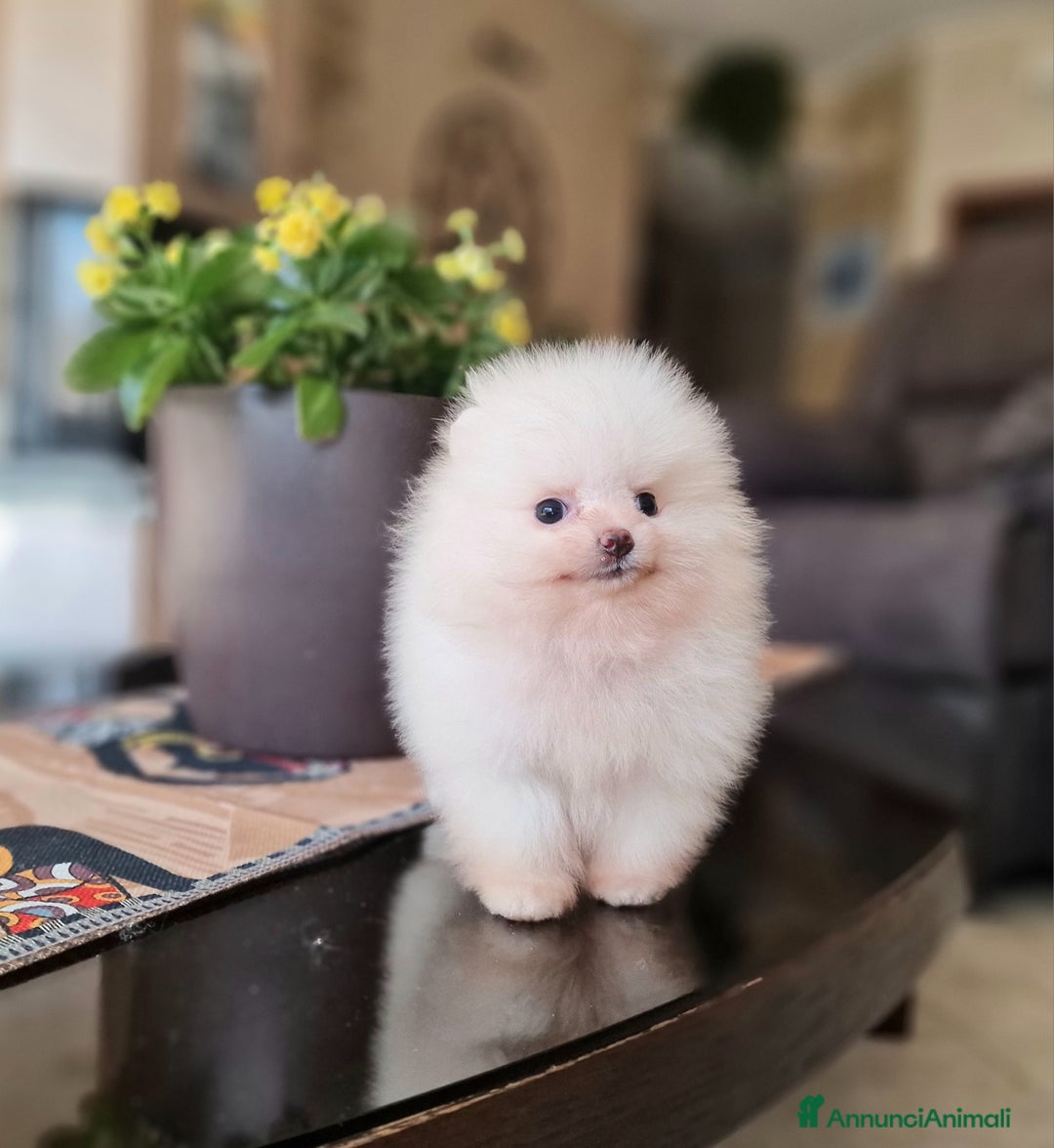 Spitz cani in vendita: Spitz tedesco NANO ( POMERANIA  ) a Provincia di Monza e della Brianza - Annuncio 15