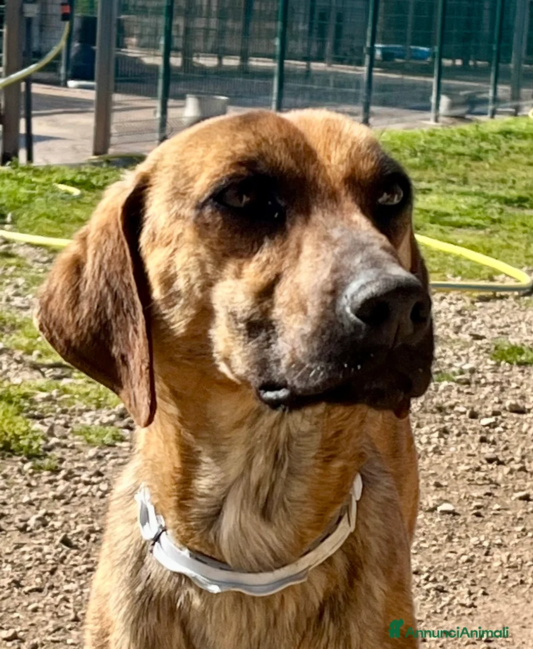 Meticcio cani in regalo: Urbino, uno scricciolo in canile  - Annuncio 1