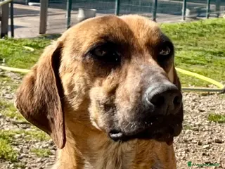 Meticcio cani Urbino, uno scricciolo in canile - Annuncio 7