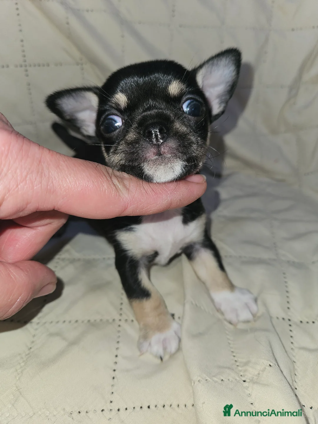 Chihuahua cani in vendita: Chihuahua nana femmina - Annuncio 9