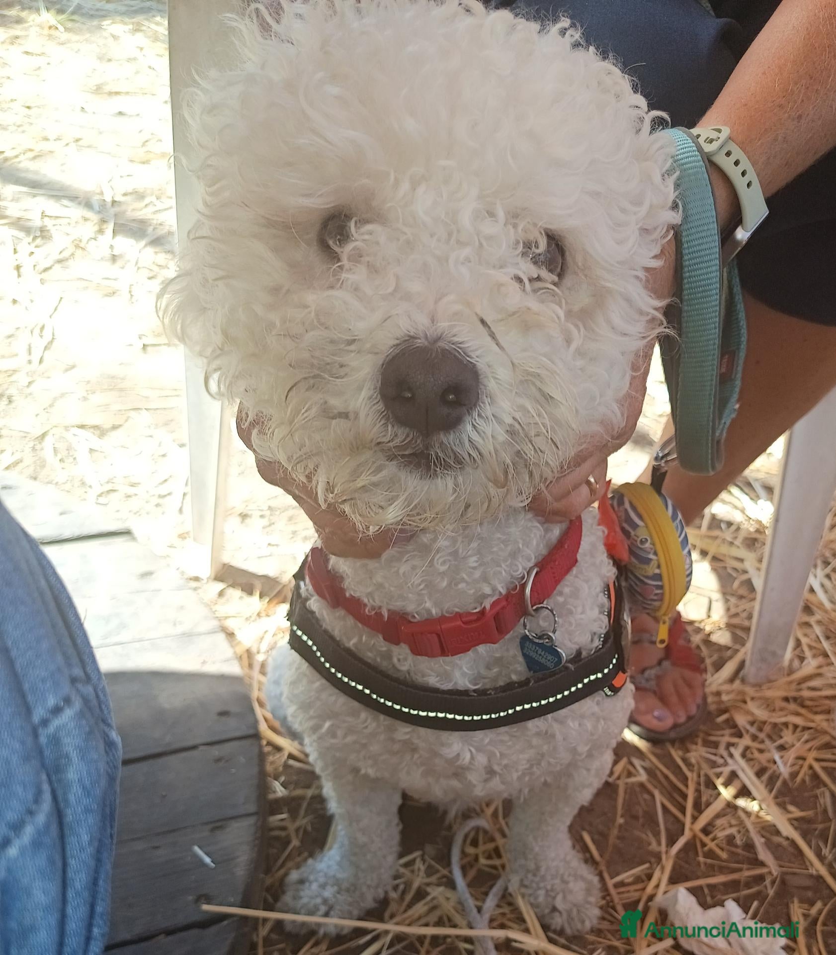 Maltipoo cani Whisky - Annuncio 3