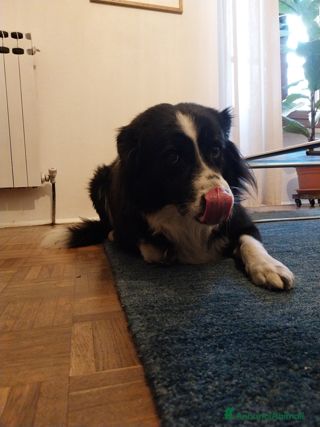 Border Collie cani in vendita: Cane maschio adulto di razza border collie  - Annuncio 3