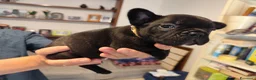 Bulldog Francese cani in vendita: CUCCIOLI DI BOULDOGUE FRANCESE  - Annuncio 6