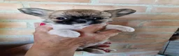 Chihuahua cani in vendita: Splendidi chihuahua fulvi genitori sani e italiani - Annuncio 12