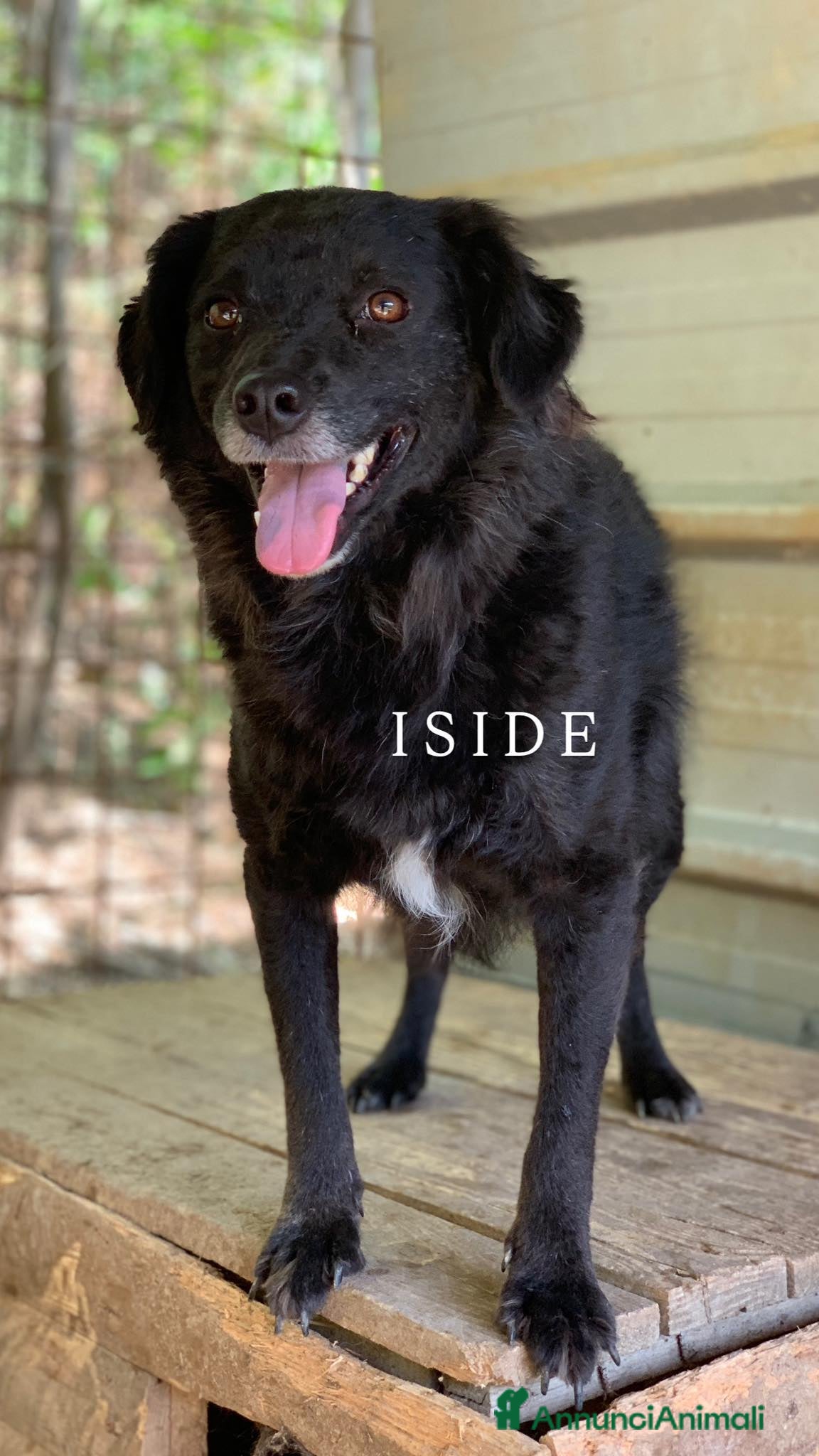 Meticcio cani CHEOPE e ISIDE, mamma e figlia INVISIBILI! - Annuncio 22