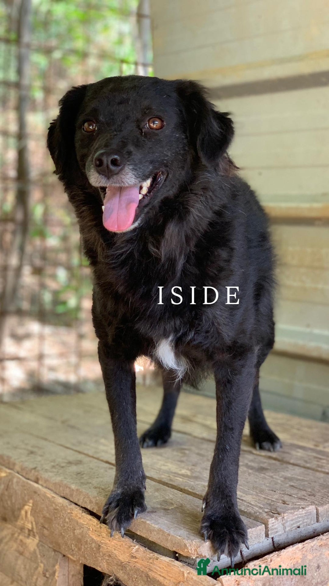 Meticcio cani in regalo: CHEOPE e ISIDE, mamma e figlia INVISIBILI! - Annuncio 1