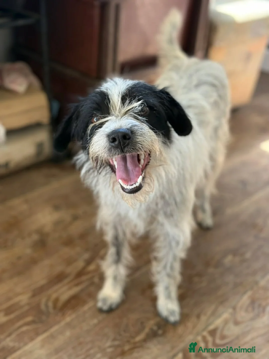 Meticcio cani in regalo: TARA, nanetta super coccolona! TG PICCOLA - Annuncio 2