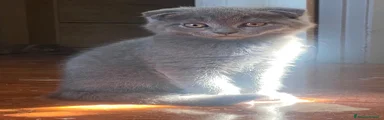 Scottish Fold femmina