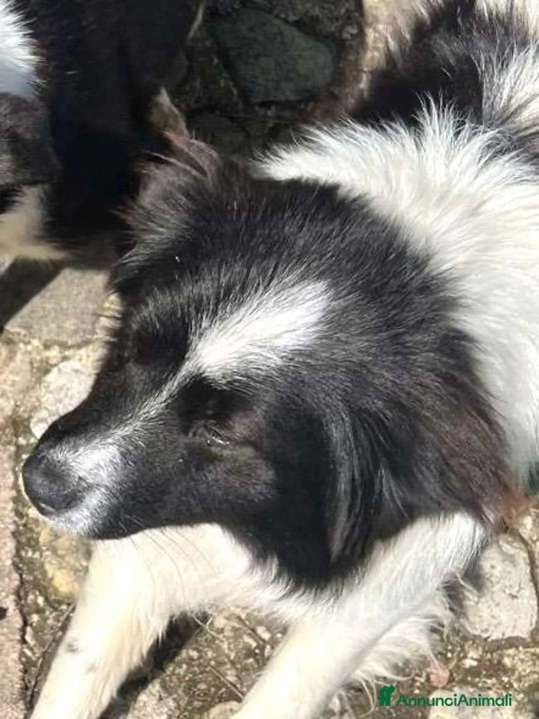 Meticcio cani in regalo: Arturo bellissimo simil border collie - Annuncio 7