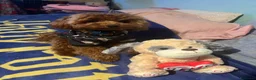 Barboncino Toy cani per accoppiamento: Splendido esemplare di Barboncino Toy con Pedigree a Provincia di Novara - Annuncio 3