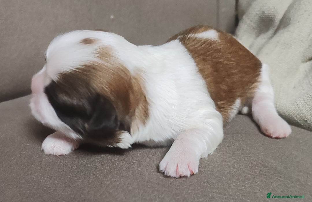 Shih Tzu cani in vendita: Cuccioli di shitzu a Provincia di Cuneo - Immagine 10