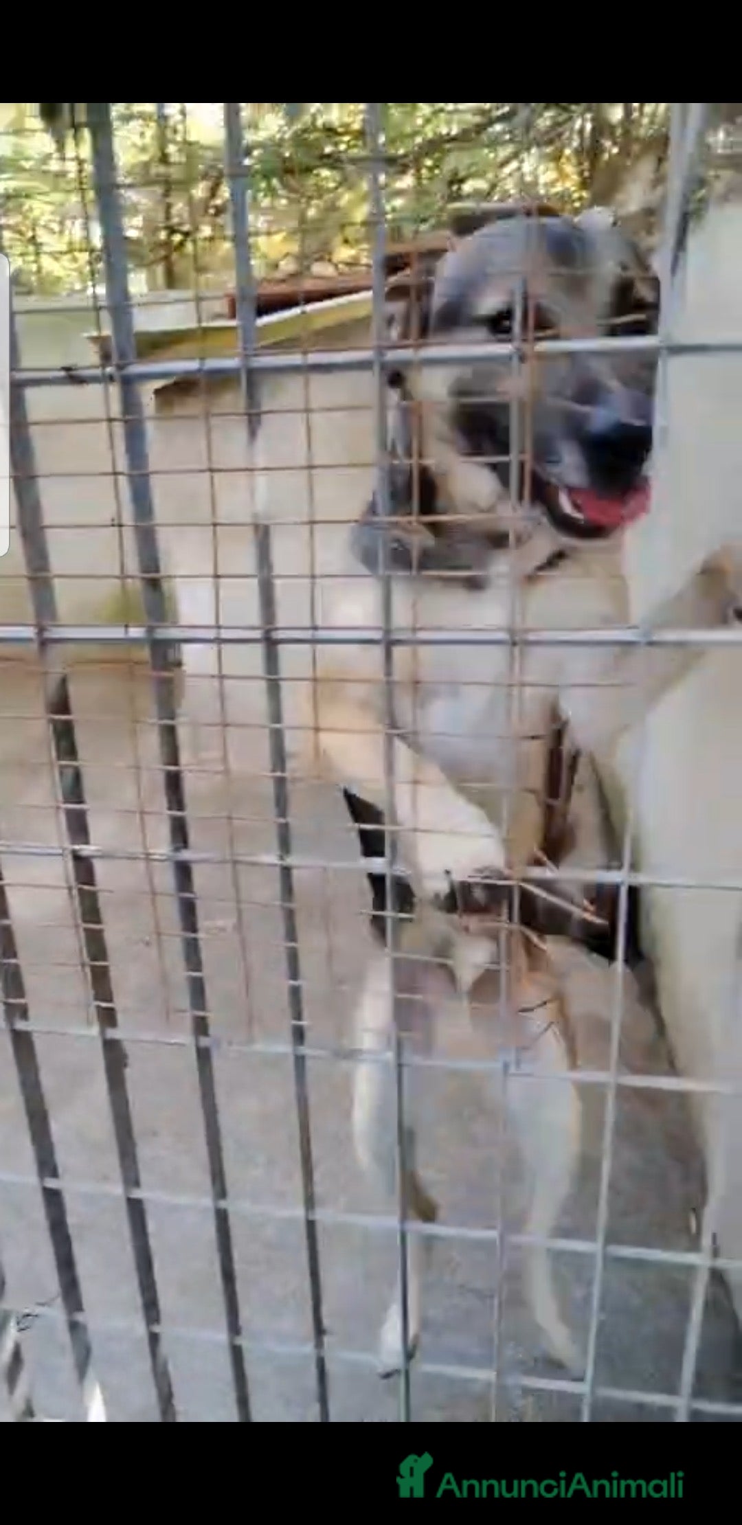 Meticcio cani in regalo: ADOZ.DEL CUORE: povero lupo,piange, 2 anni in box - Annuncio 3