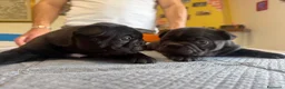 Bulldog Francese cani in vendita: bulldog francese  - Annuncio 10