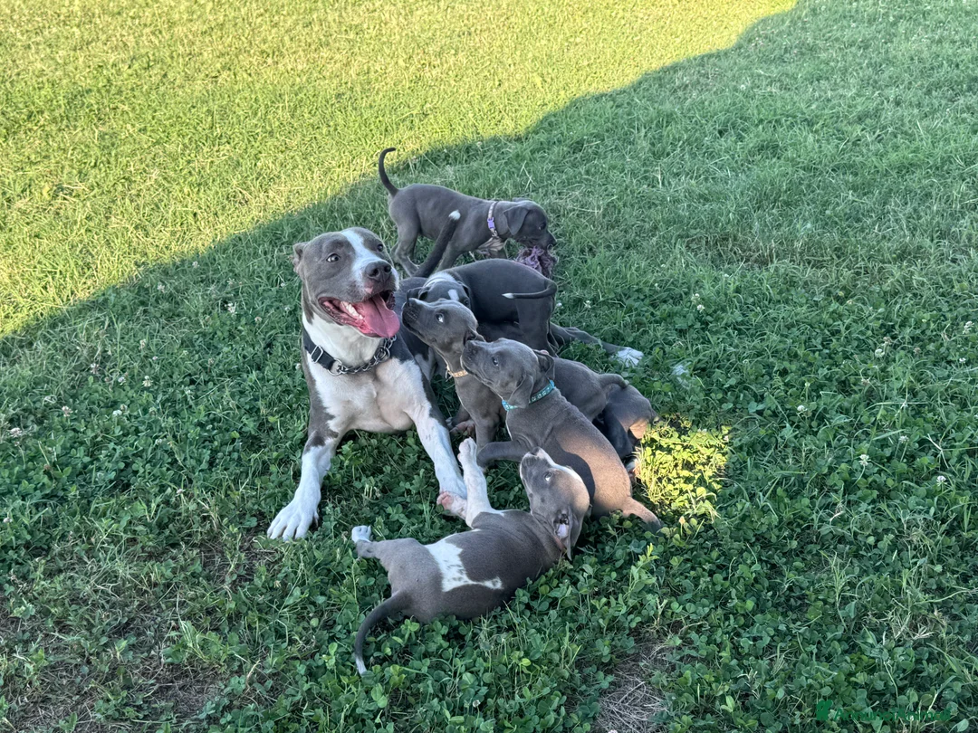 Pitbull cani in vendita: Cuccioli Pit Bull con pedigree anche a rate - Annuncio 2